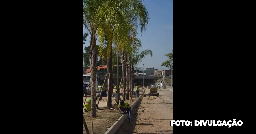 Palmeiras são replantadas em área revitalizada no Jardim Alcântara