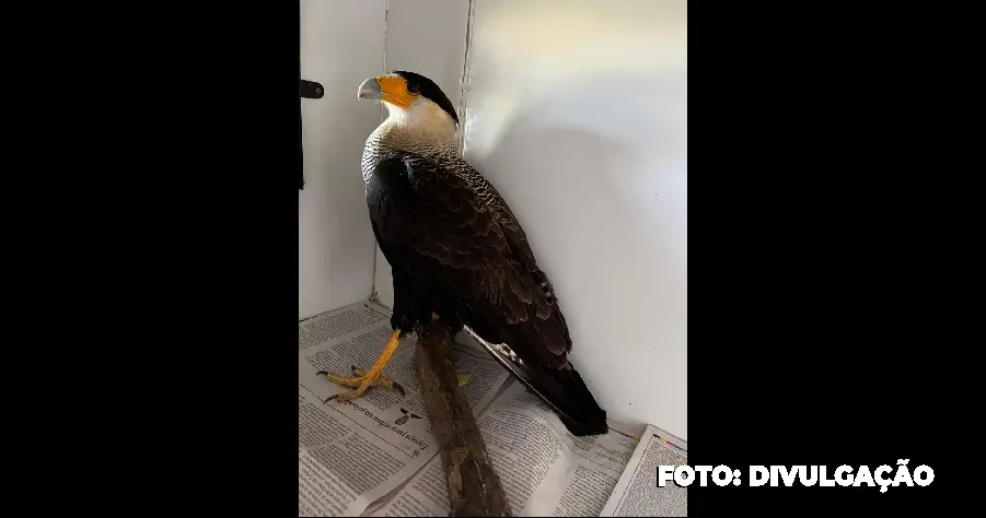 São Gonçalo ASAS atua na preservação da vida selvagem