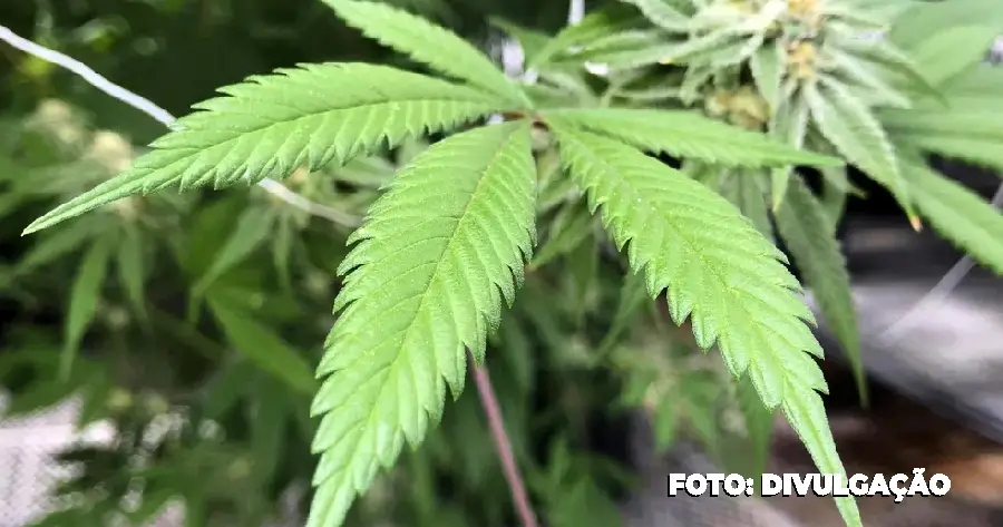 descriminalização do porte de maconha para uso pessoal