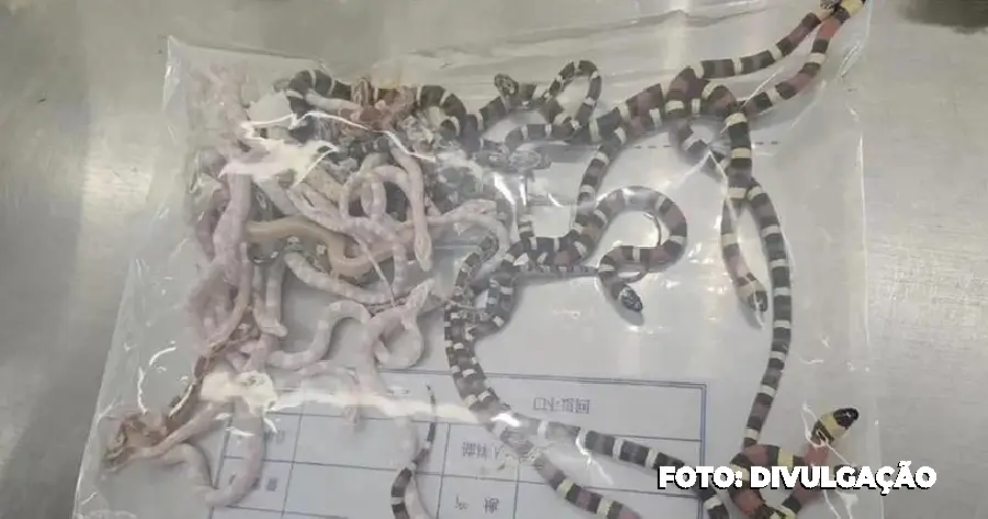 Homem é preso na China ao tentar contrabandear 100 cobras