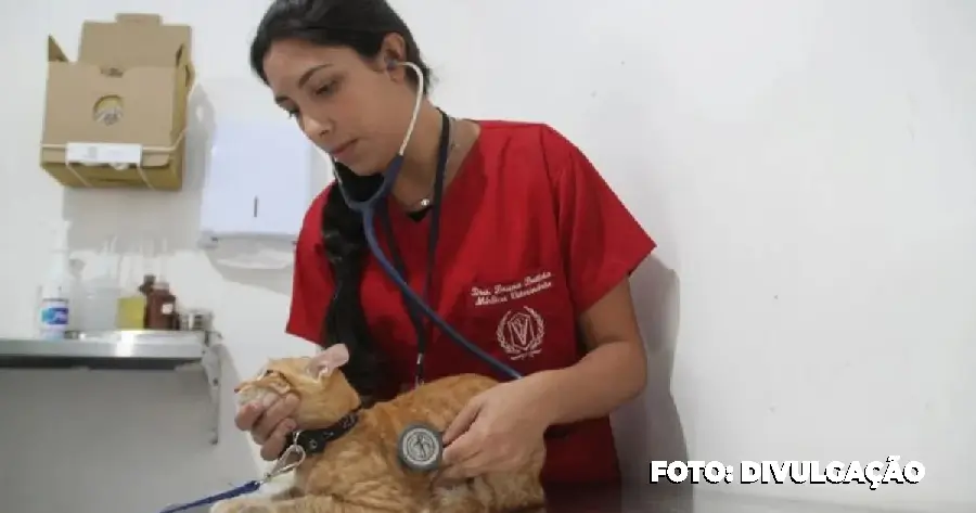 São Gonçalo Abre Vagas para Castração de Cães e Gatos