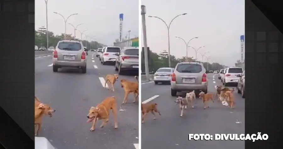 ‘Arrascão’ Grupo de cachorros caramelo ‘invade’ a Linha Vermelha