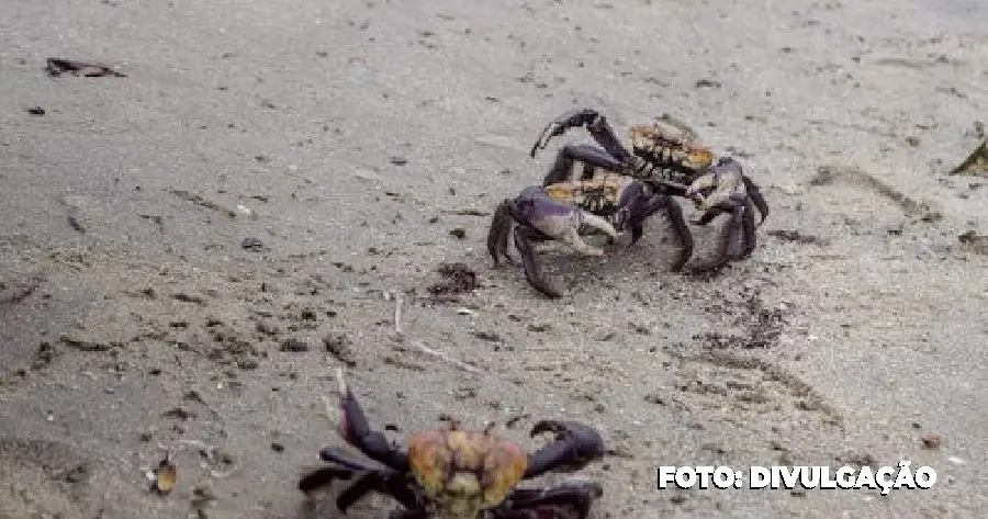 Meio Ambiente alerta para defeso de caranguejos