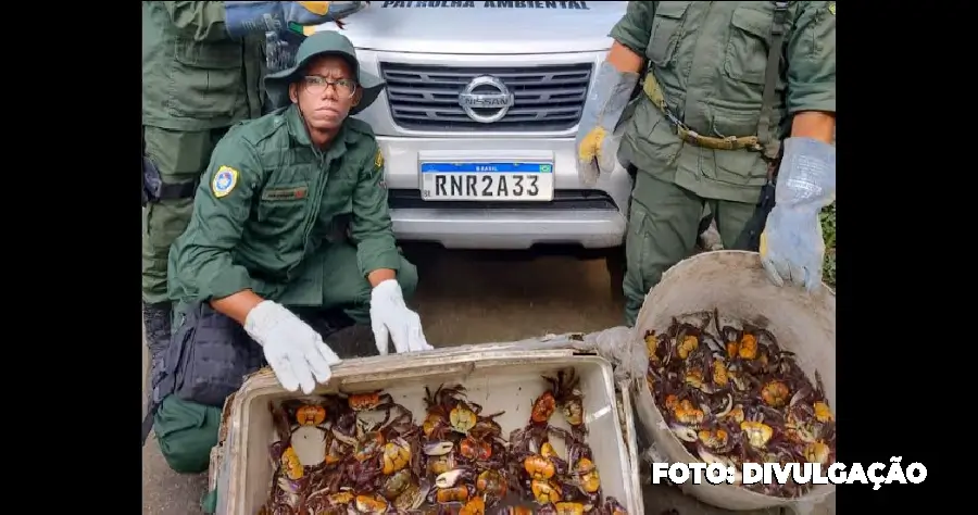 Niterói intensifica fiscalização contra comércio ilegal de caranguejos