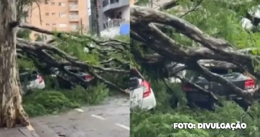 VÍDEO: Árvore cai na Praça Padroeira do Brasil em Osasco e deixa motorista preso