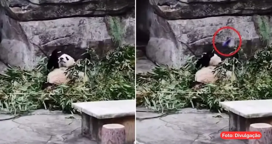 Panda Lan Xiang no zoológico de Chongqing após incidente com turista