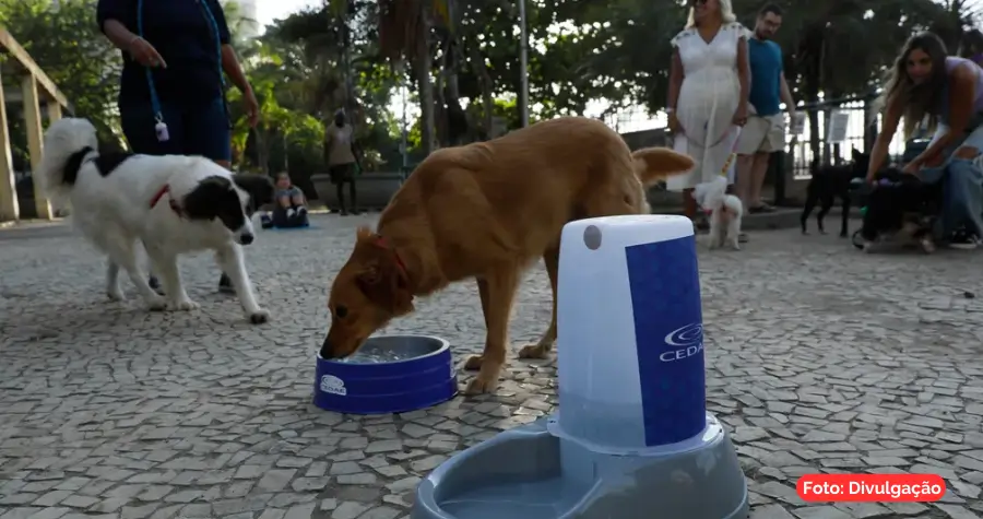 Pontos de hidratação para pets são instalados para enfrentar o calor